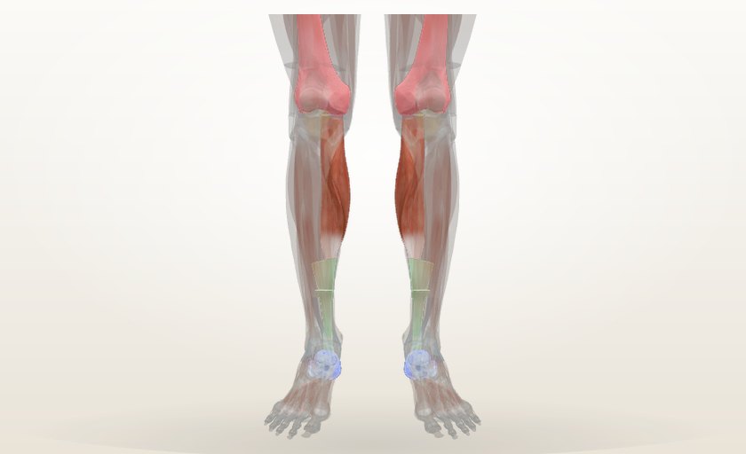 Modelo 3D del aparato locomotor