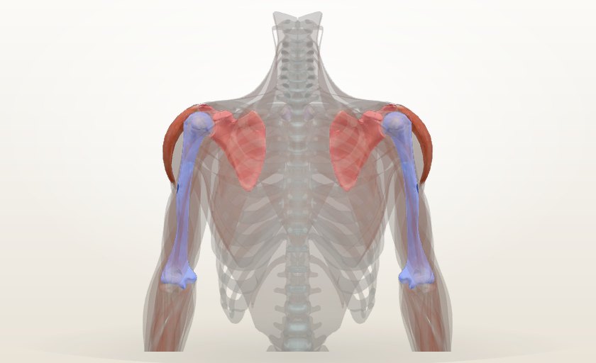 Modelo 3D del hombro con origen e inserción