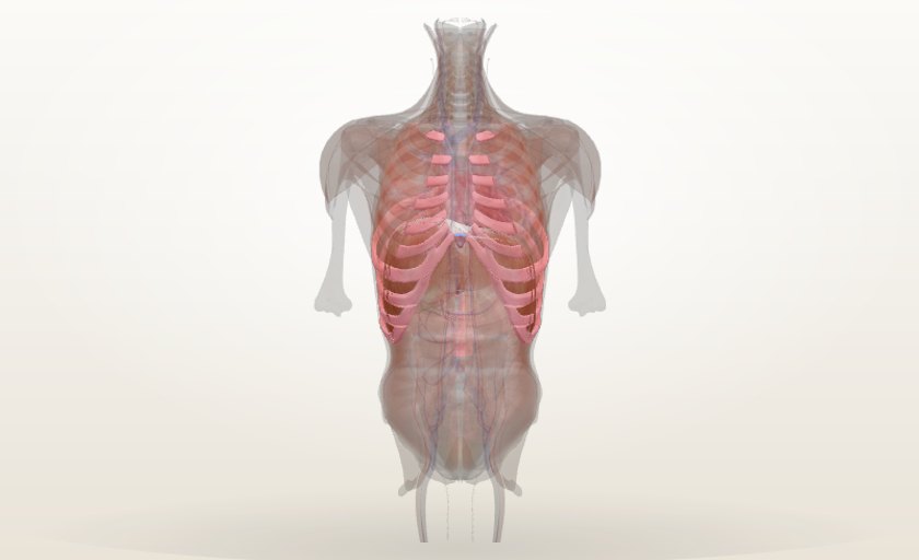Anatomía 3D del cuerpo humano