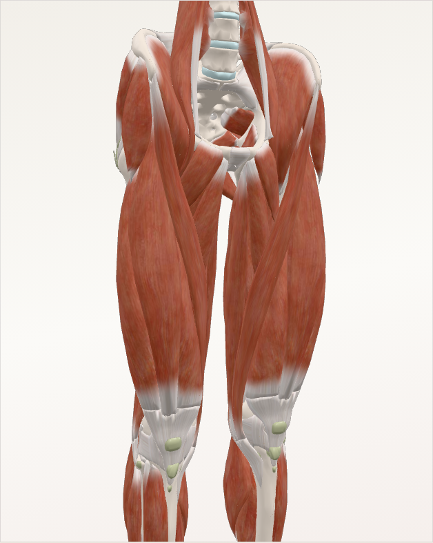 Practicar anatomía en Corpus3D