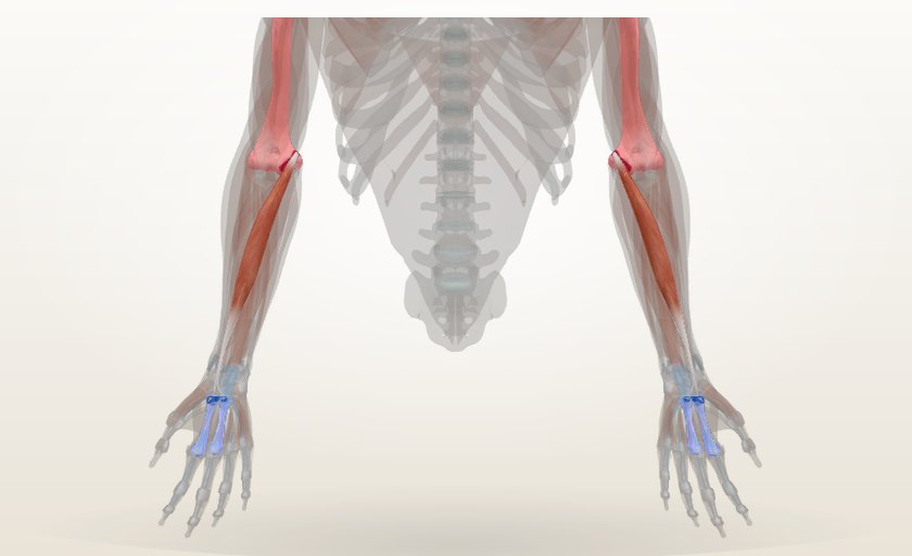 Músculo flexor radial del carpo en 3D