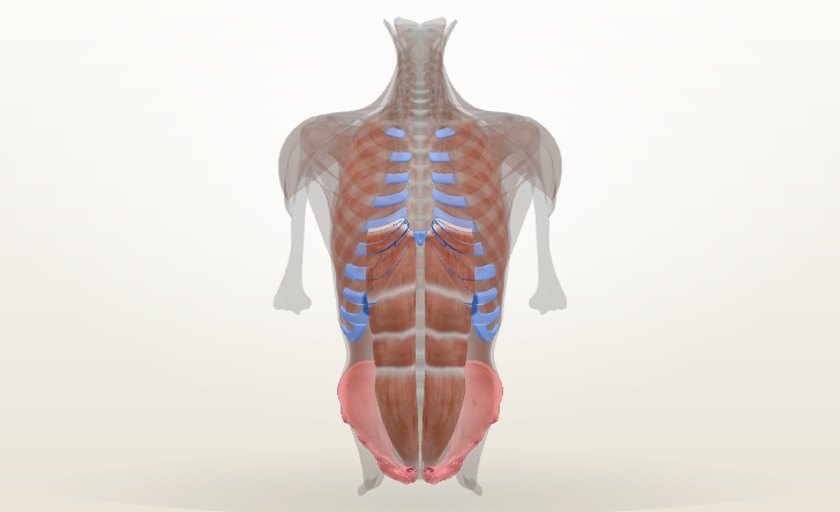 Músculo recto abdominal en 3D