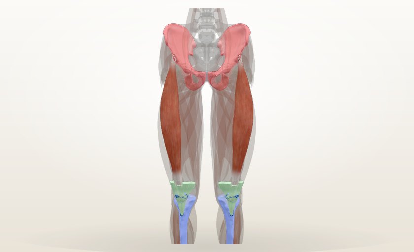 Músculo recto femoral en 3D